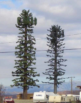 Cell Tower Pines
